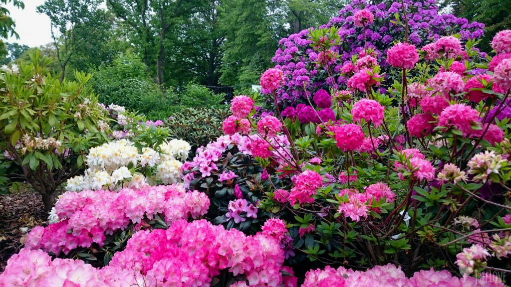 Bei richtiger Pflege bringen Rhododendron und Azaleen reiche Blütenpracht hervor